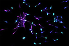 Canvas分子式粒子动画特效