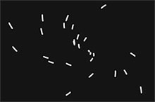 透明线条游动Canvas特效