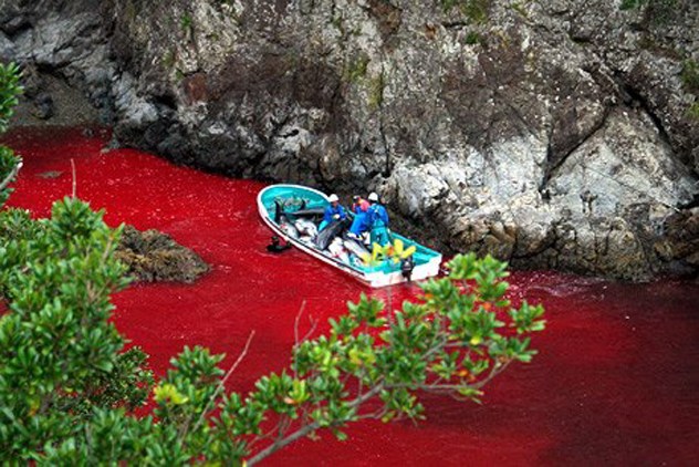 �ձ����ÿ�겶ɱ2000����:��ˮȾ��Ѫ��